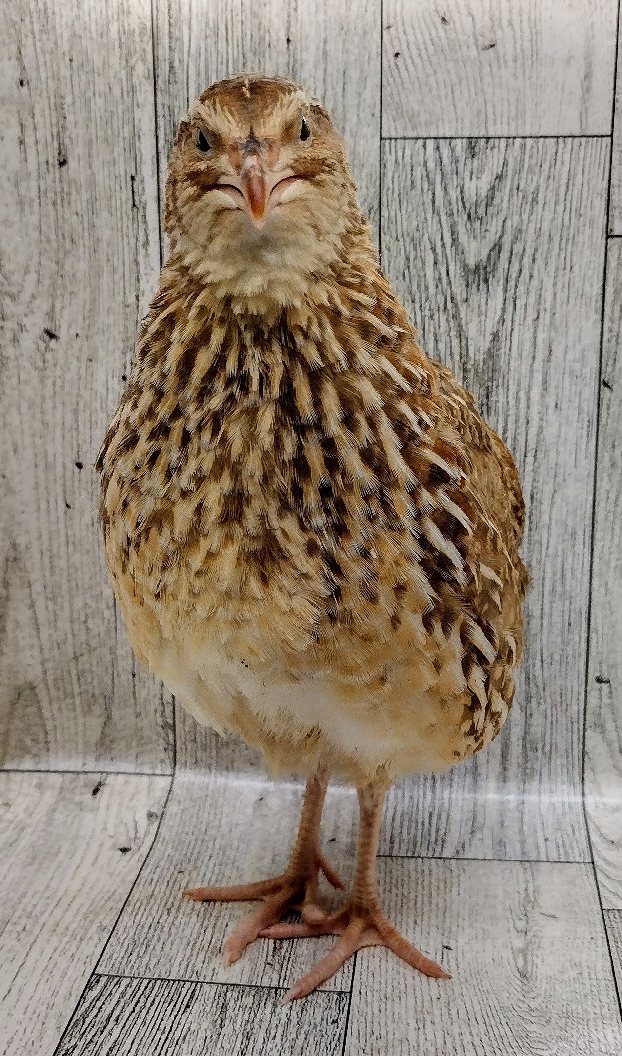 Silver Creek Farms - Homesteader Meat Maker hatching eggs - Premium Fertile Quail Eggs for Hatching and Homesteading
