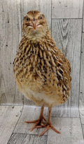 Silver Creek Farms - Jumbo Egyptian Hatching Eggs - Premium Fertile Quail Eggs for Hatching and Homesteading