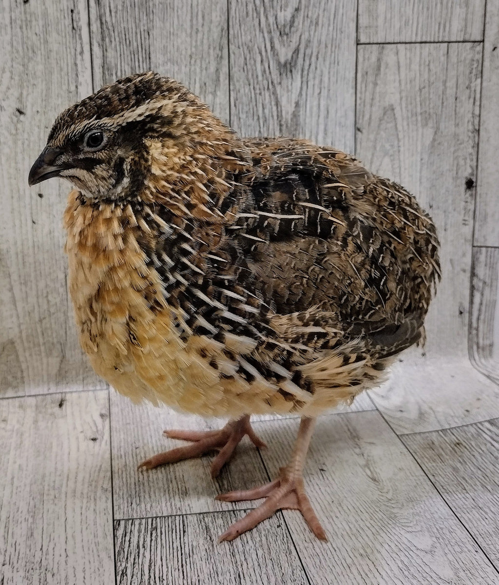 Silver Creek Farms - Jumbo Brown Coturnix Hatching Eggs - Premium Fertile Quail Eggs for Hatching and Homesteading