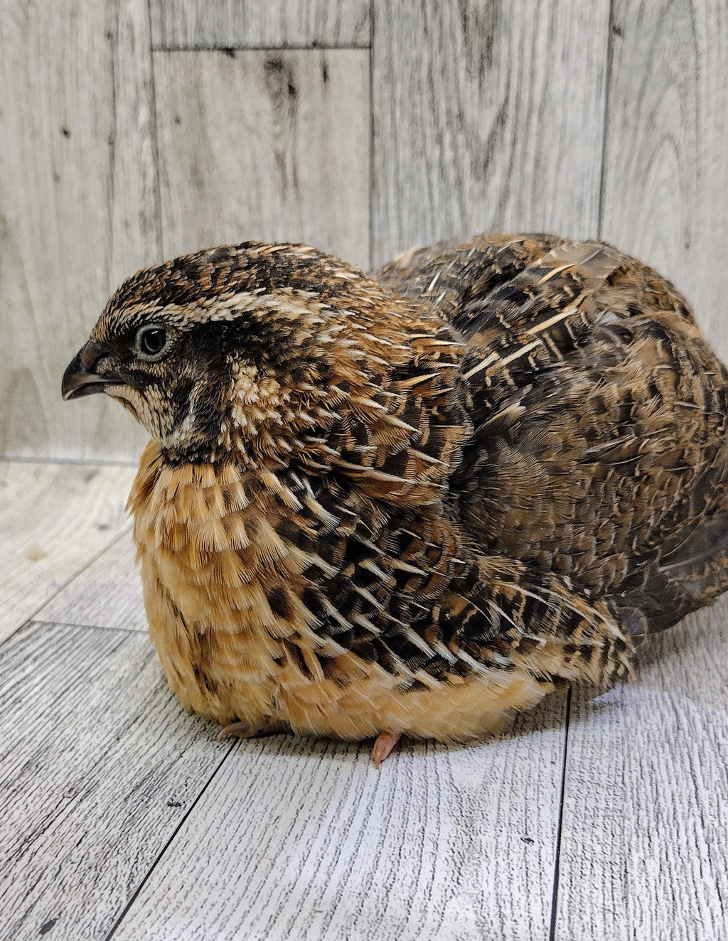 Silver Creek Farms - Jumbo Sex Link Hatching eggs - Premium Fertile Quail Eggs for Hatching and Homesteading