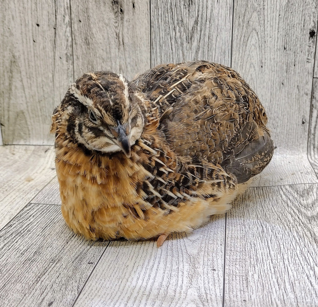 Silver Creek Farms - Jumbo Brown Coturnix Hatching Eggs - Premium Fertile Quail Eggs for Hatching and Homesteading