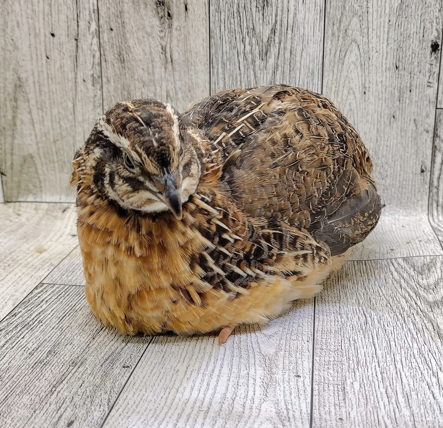 Jumbo Brown Coturnix Hatching Eggs