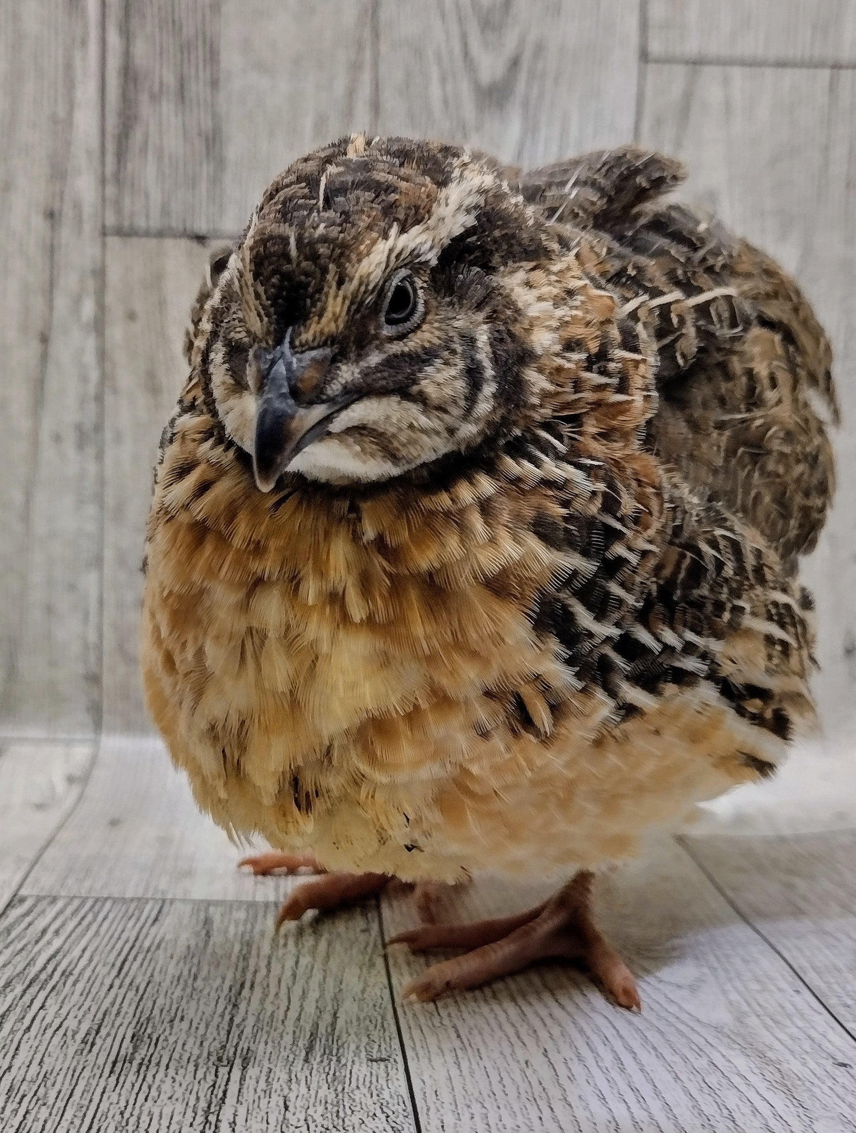 Jumbo Brown Coturnix Hatching Eggs