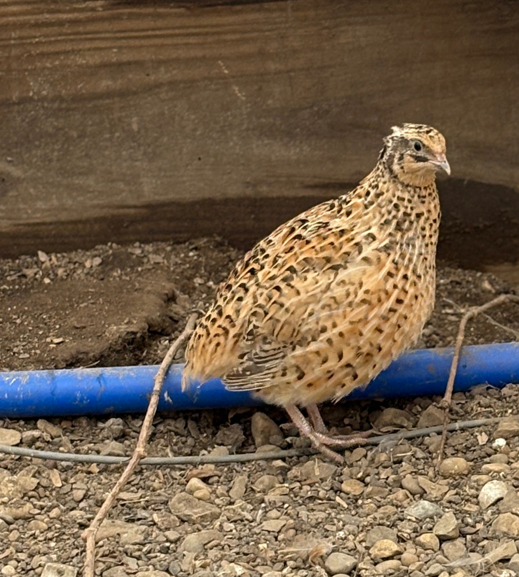 Italian Quail Hatching Eggs