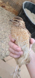 Silver Creek Farms - LIVE -Quail Feather Sexable Roos (single) - Premium Live Birds (pickup only) for Hatching and Homesteading