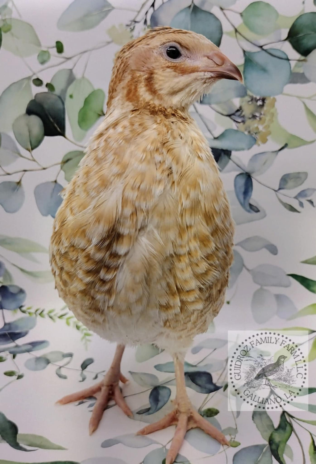 Silver Creek Farms - Roux Pansy hatching eggs - Premium Fertile Quail Eggs for Hatching and Homesteading