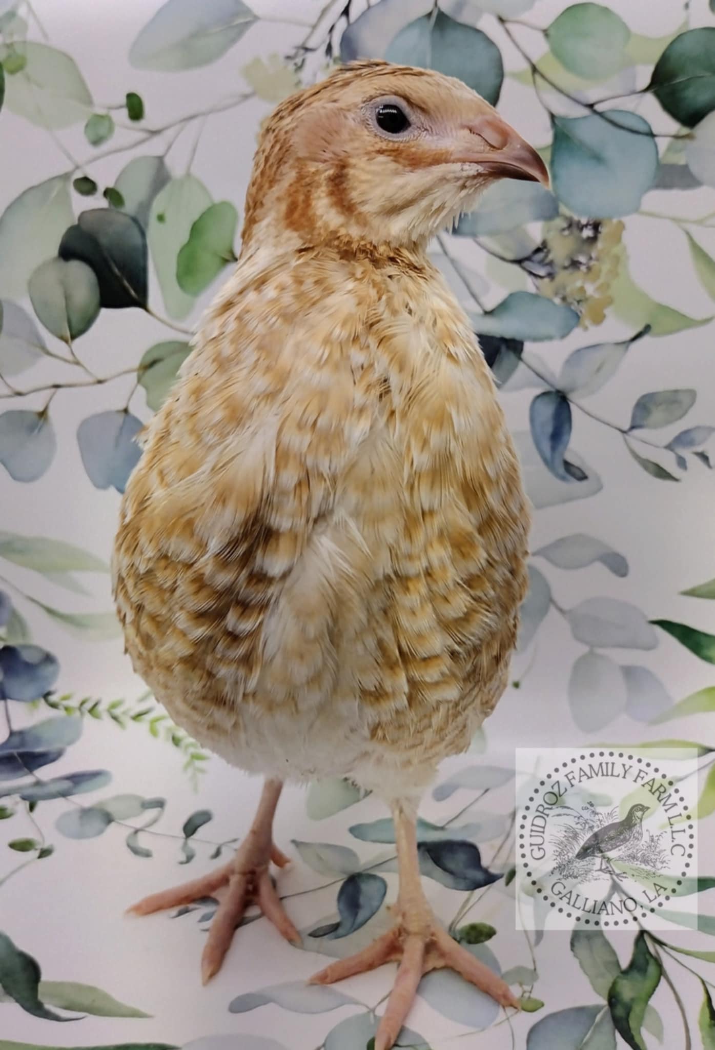 Roux Pansy hatching eggs