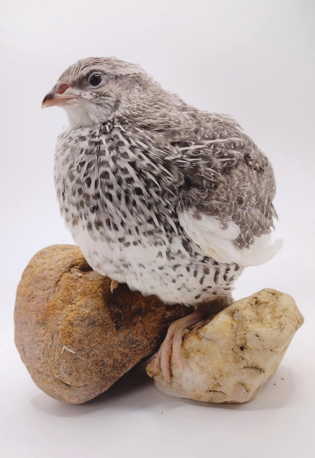 Silver Creek Farms - Hens Choice Special hatching eggs - Premium Fertile Quail Eggs for Hatching and Homesteading