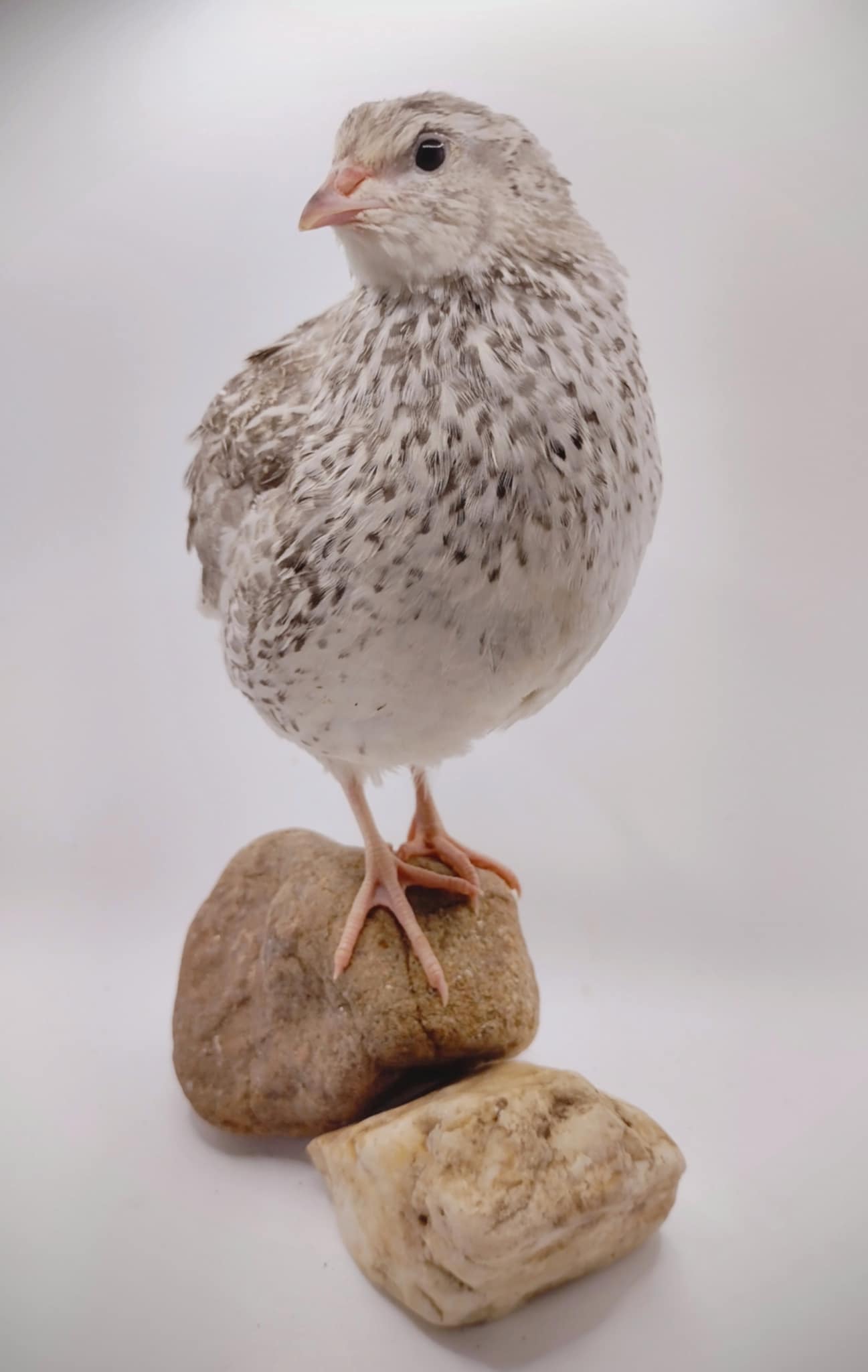 Silver Creek Farms - The Fee  Collection Hatching Eggs - Premium Fertile Quail Eggs for Hatching and Homesteading