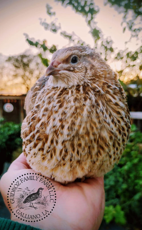 Celadon Color Variety hatching eggs