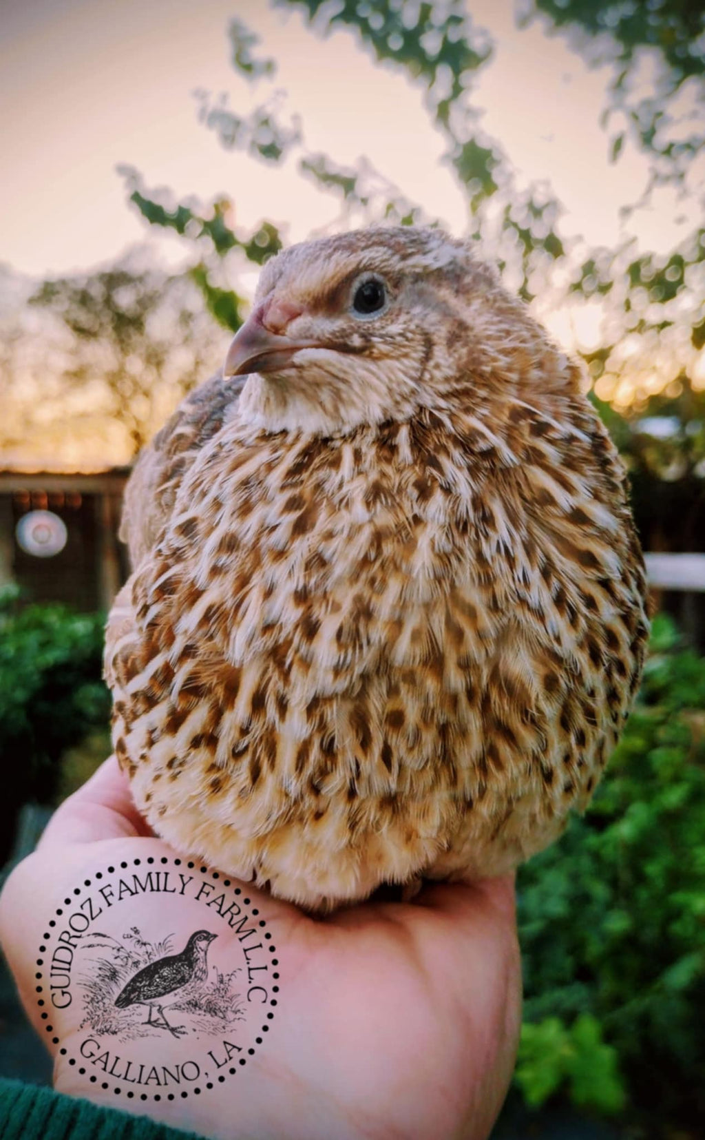Feather Sexable Celadon Coturnix Hatching Eggs