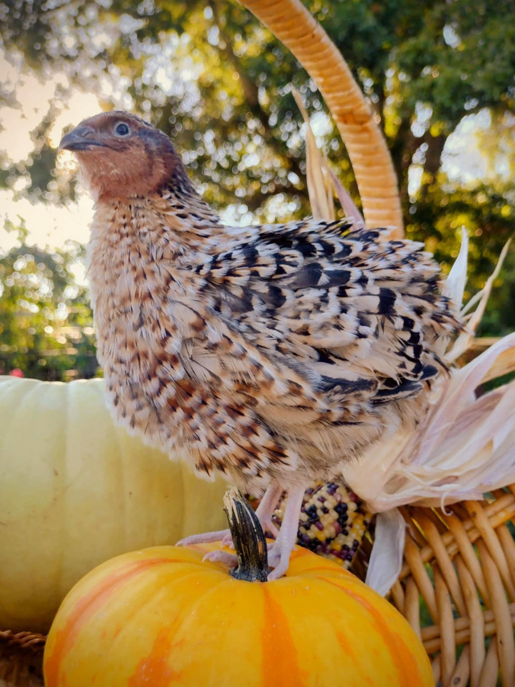 Feather Sexable Jumbo Mix- Wild, Italian and Egyptian Hatching Eggs