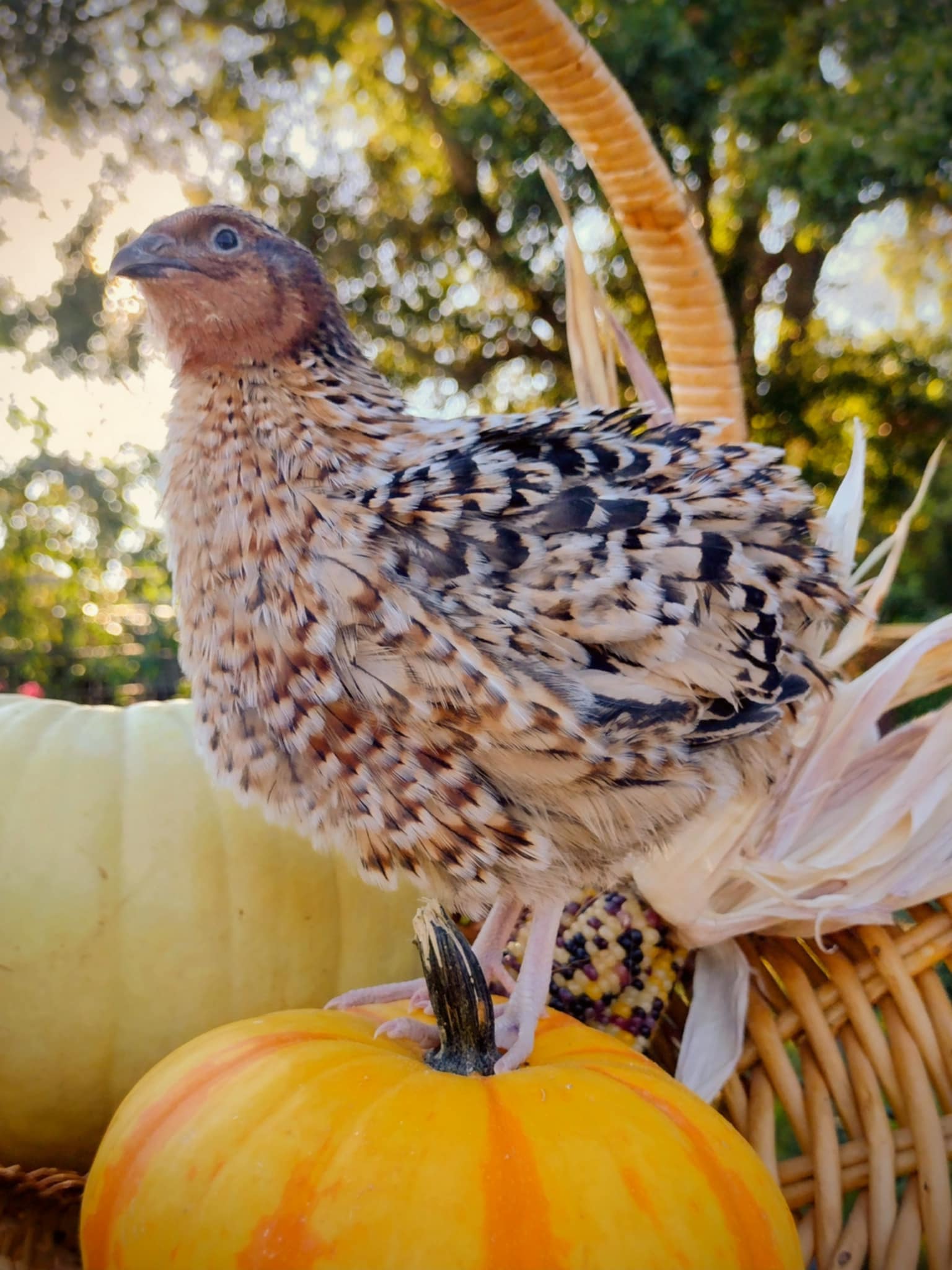 Feather Sexable Jumbo Mix- Wild, Italian and Egyptian Hatching Eggs