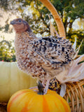 Jumbo Mix- Whites, Wild, Pearl, Pansy and Egyptian Hatching Eggs