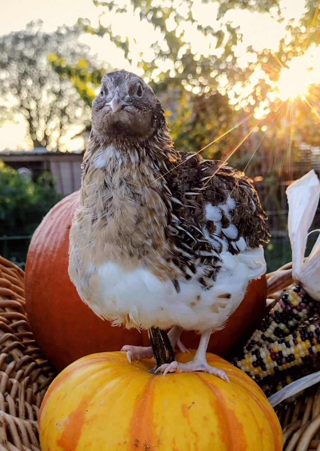 Jumbo Mix- Whites, Wild, Pearl, Pansy and Egyptian Hatching Eggs