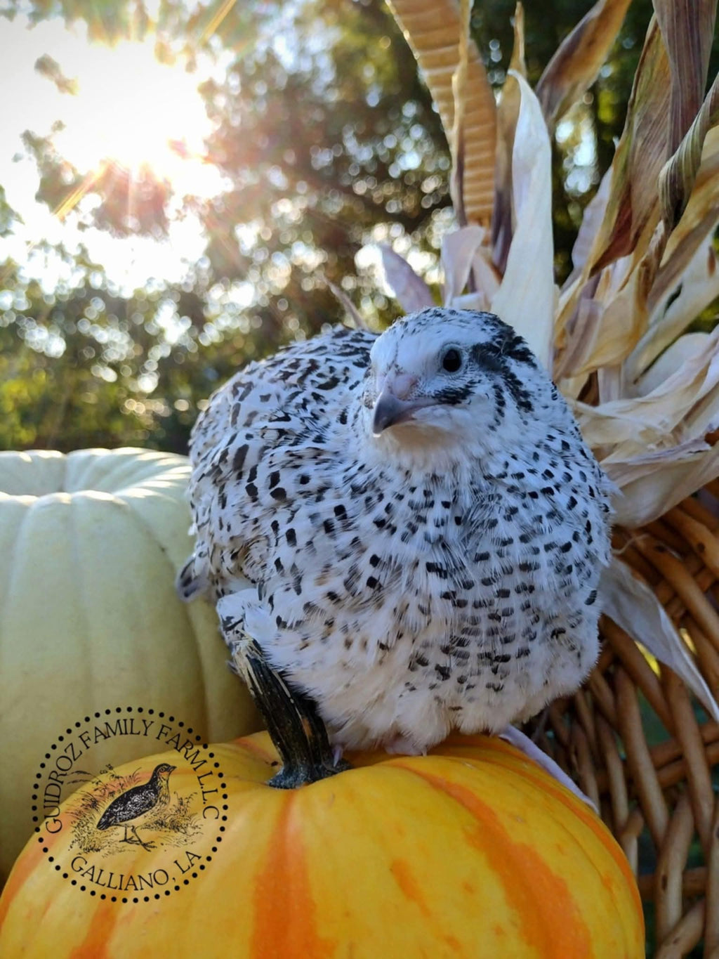 Silver Creek Farms - Hens Choice Special hatching eggs - Premium Fertile Quail Eggs for Hatching and Homesteading