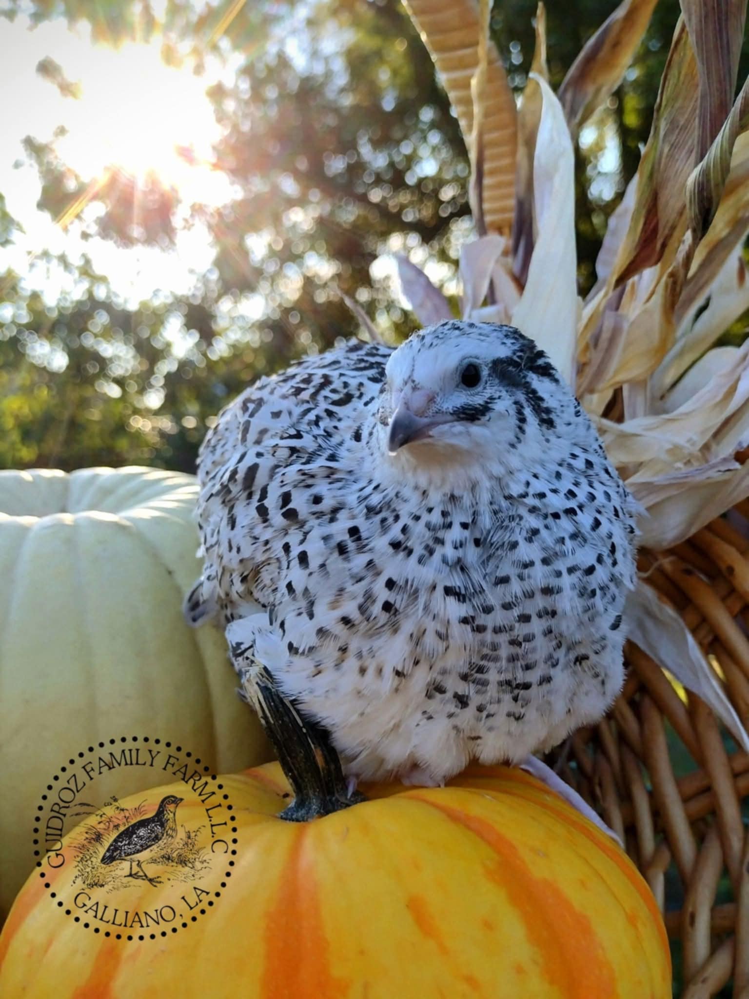 Silver Creek Farms - Hens Choice Special hatching eggs - Premium Fertile Quail Eggs for Hatching and Homesteading