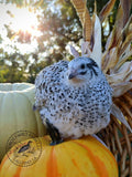Silver Creek Farms - The Fee  Collection Hatching Eggs - Premium Fertile Quail Eggs for Hatching and Homesteading