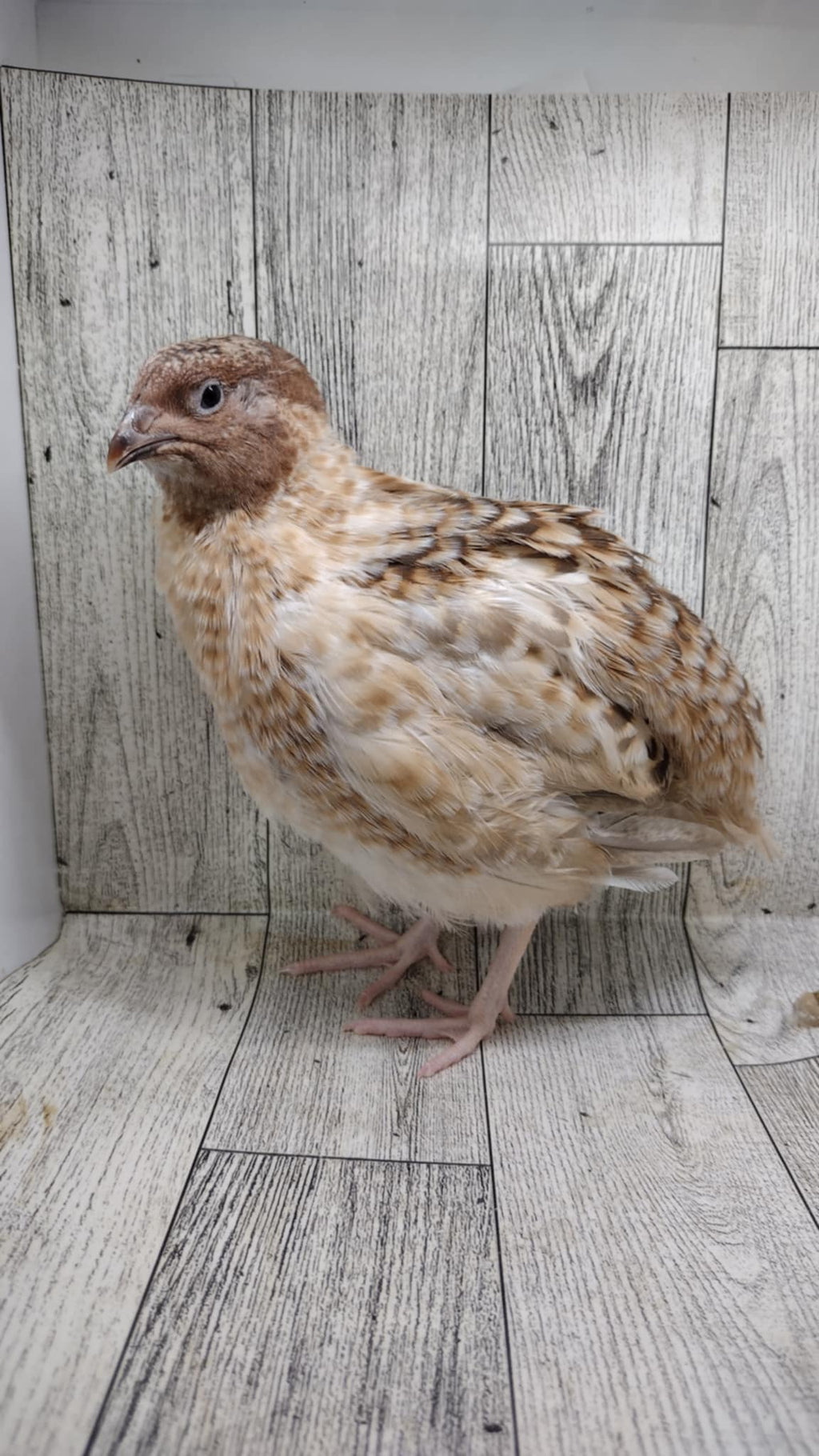 Silver Creek Farms - Hens Choice Special hatching eggs - Premium Fertile Quail Eggs for Hatching and Homesteading