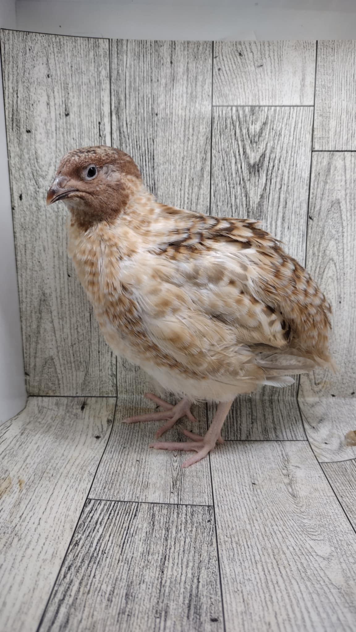 Silver Creek Farms - Hens Choice Special hatching eggs - Premium Fertile Quail Eggs for Hatching and Homesteading