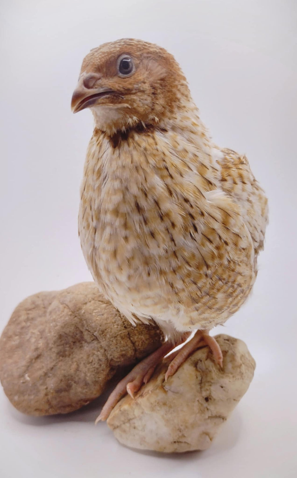 Silver Creek Farms - Roux Pansy hatching eggs - Premium Fertile Quail Eggs for Hatching and Homesteading