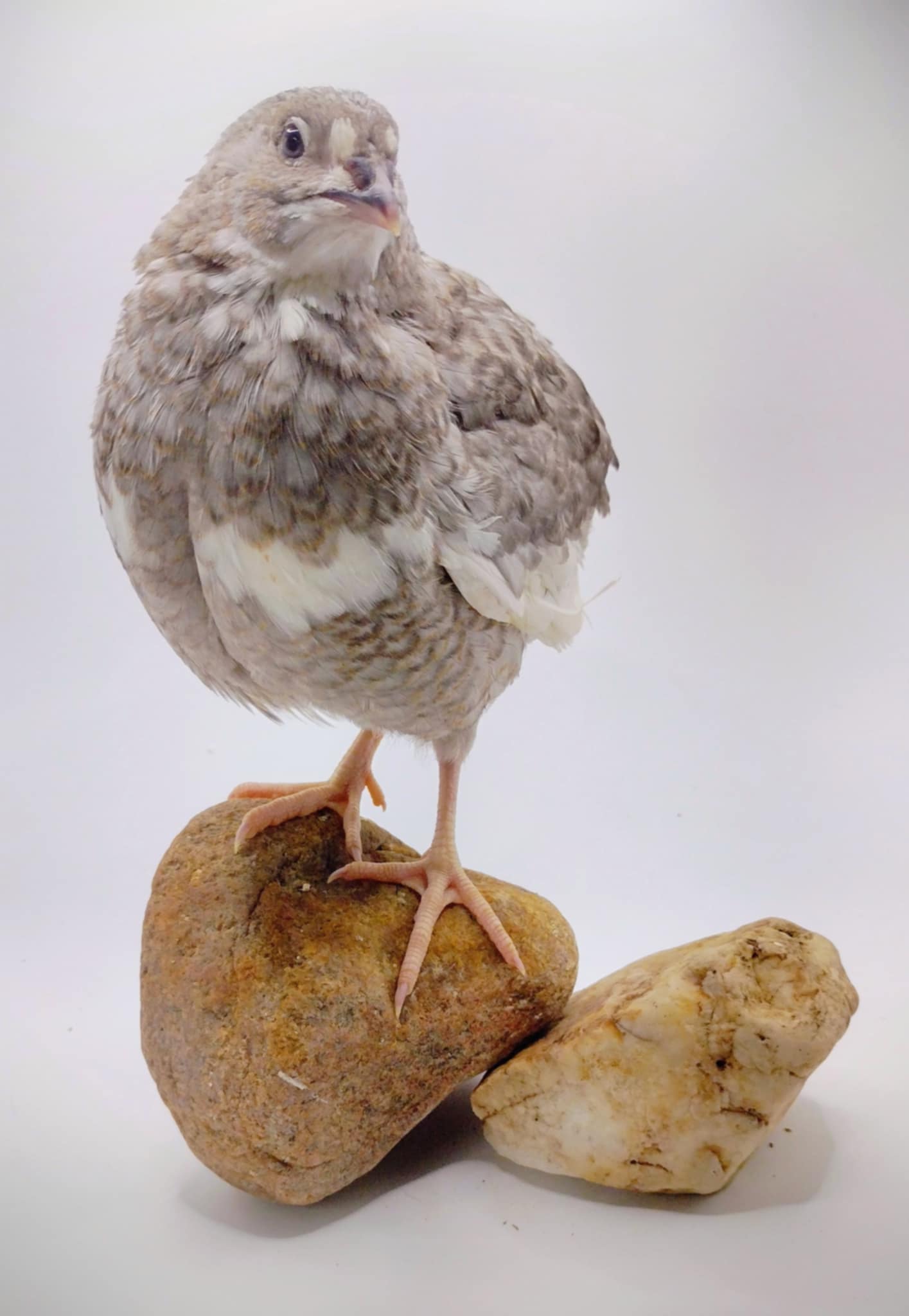 Silver Creek Farms - Shades of Gray Collection Hatching Eggs - Premium Fertile Quail Eggs for Hatching and Homesteading
