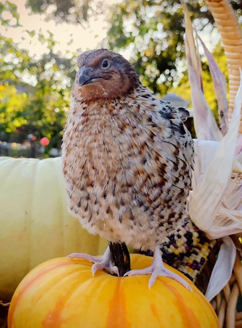 American Pansy hatching eggs