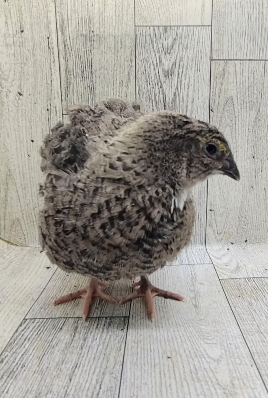 Silver Creek Farms - Grau Fee and Grau Fee Tuxedo Coturnix Hatching Eggs - Premium Fertile Quail Eggs for Hatching and Homesteading