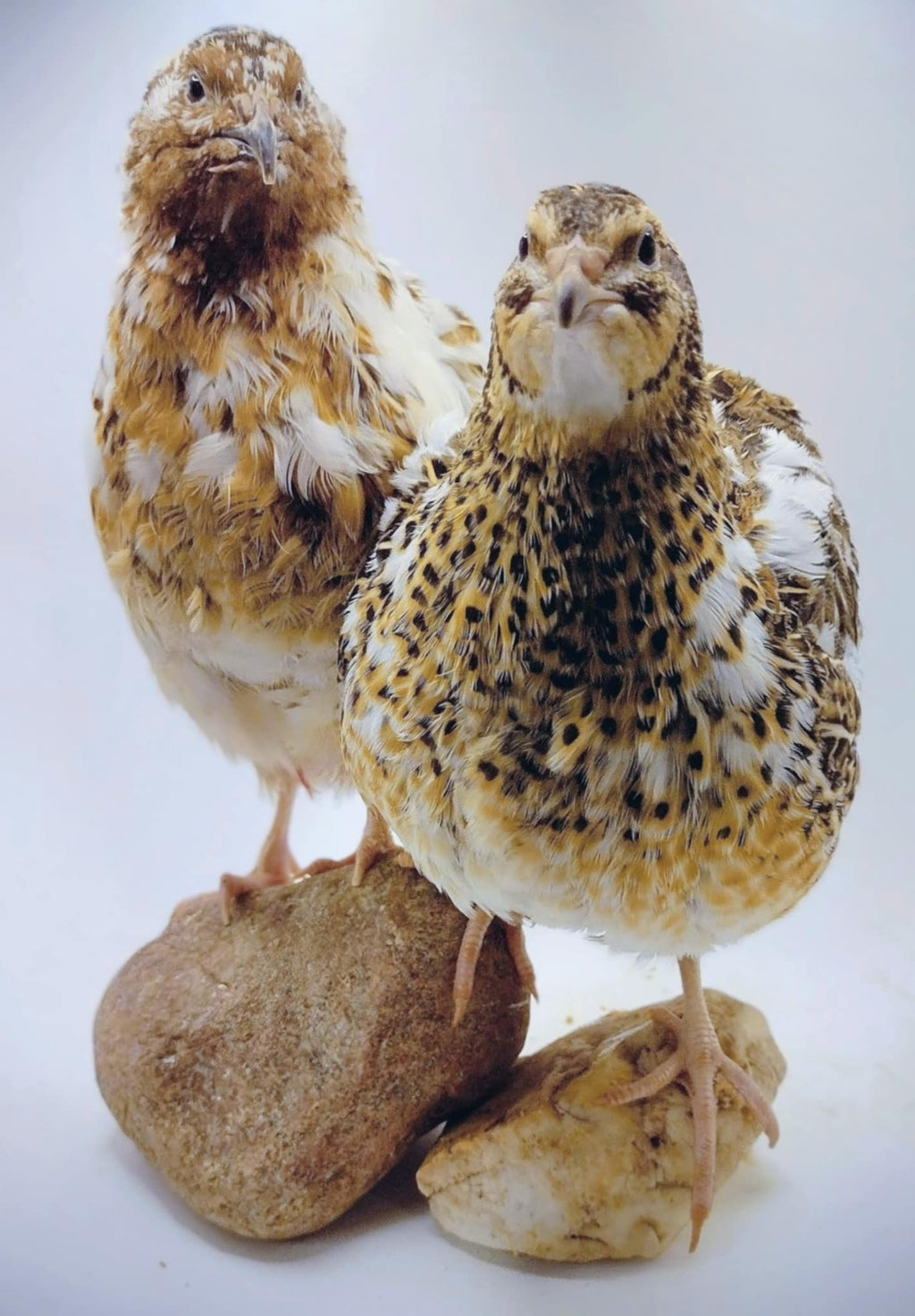Silver Creek Farms - Jumbo Progressive Pied- Feather Sexable hatching eggs - Premium Fertile Quail Eggs for Hatching and Homesteading
