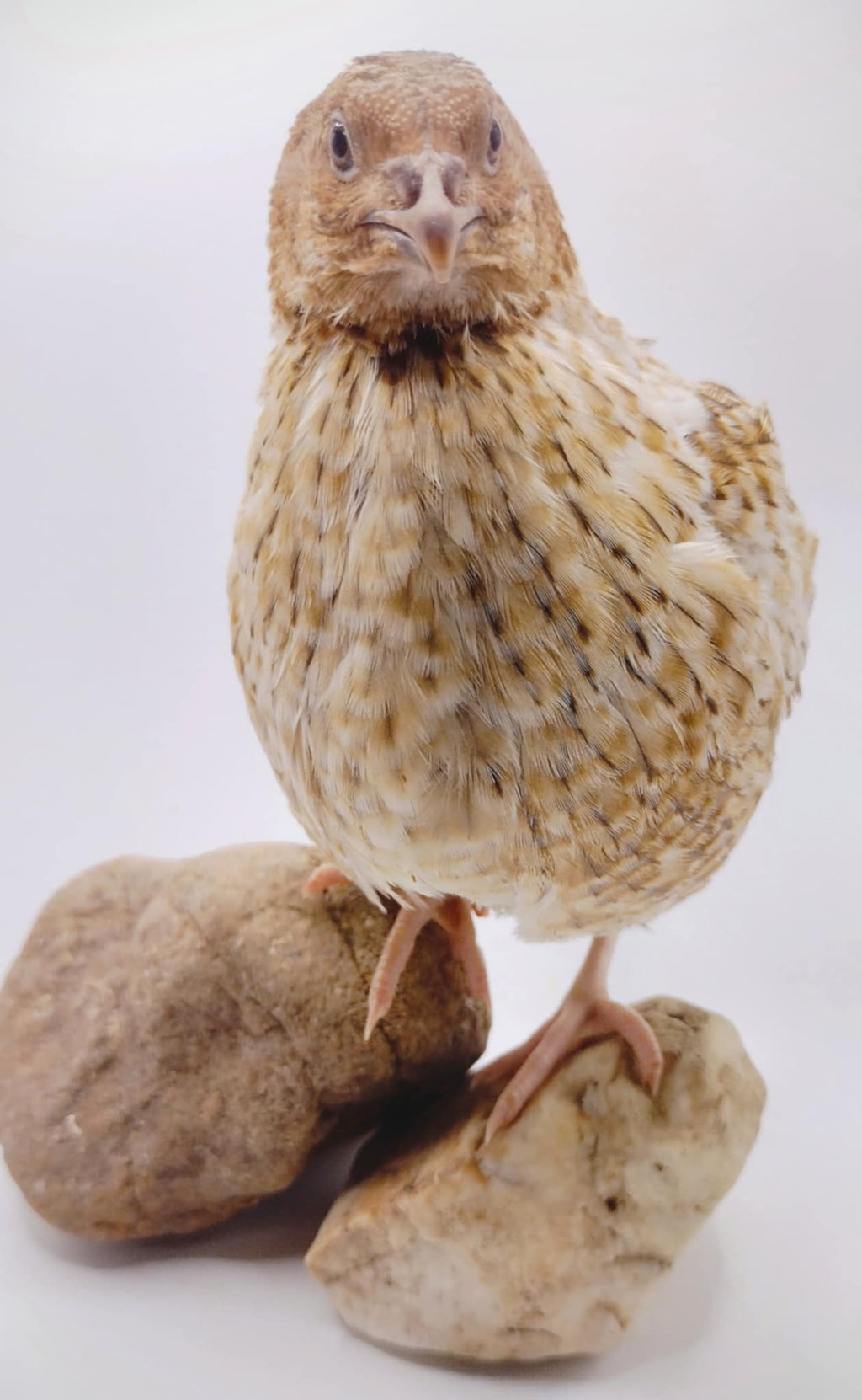 Silver Creek Farms - Roux Pansy hatching eggs - Premium Fertile Quail Eggs for Hatching and Homesteading
