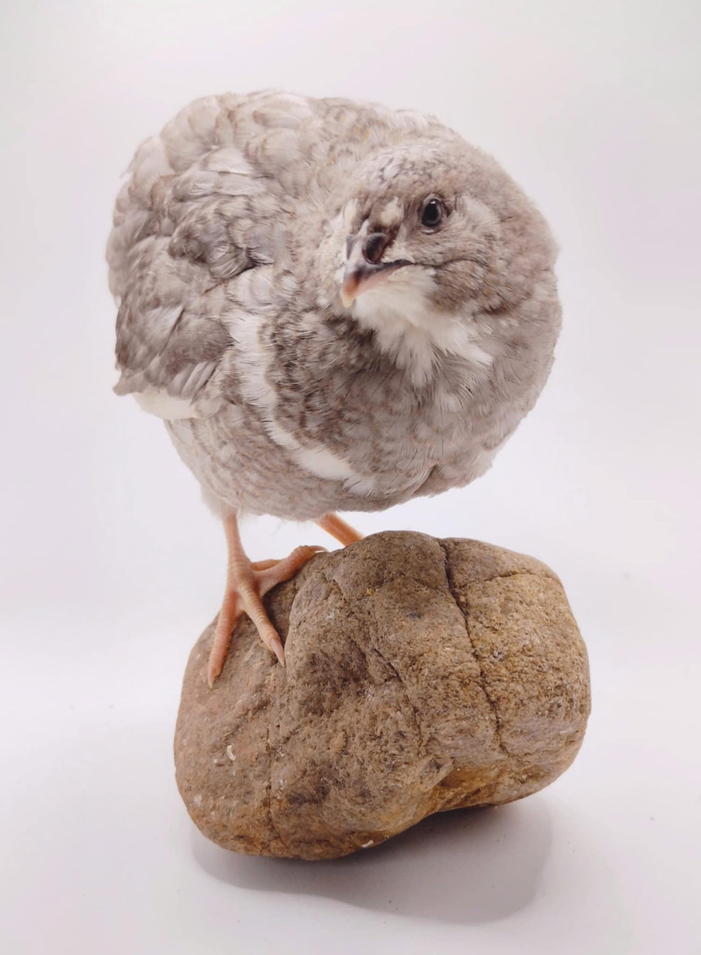 Silver Creek Farms - Shades of Gray Collection Hatching Eggs - Premium Fertile Quail Eggs for Hatching and Homesteading