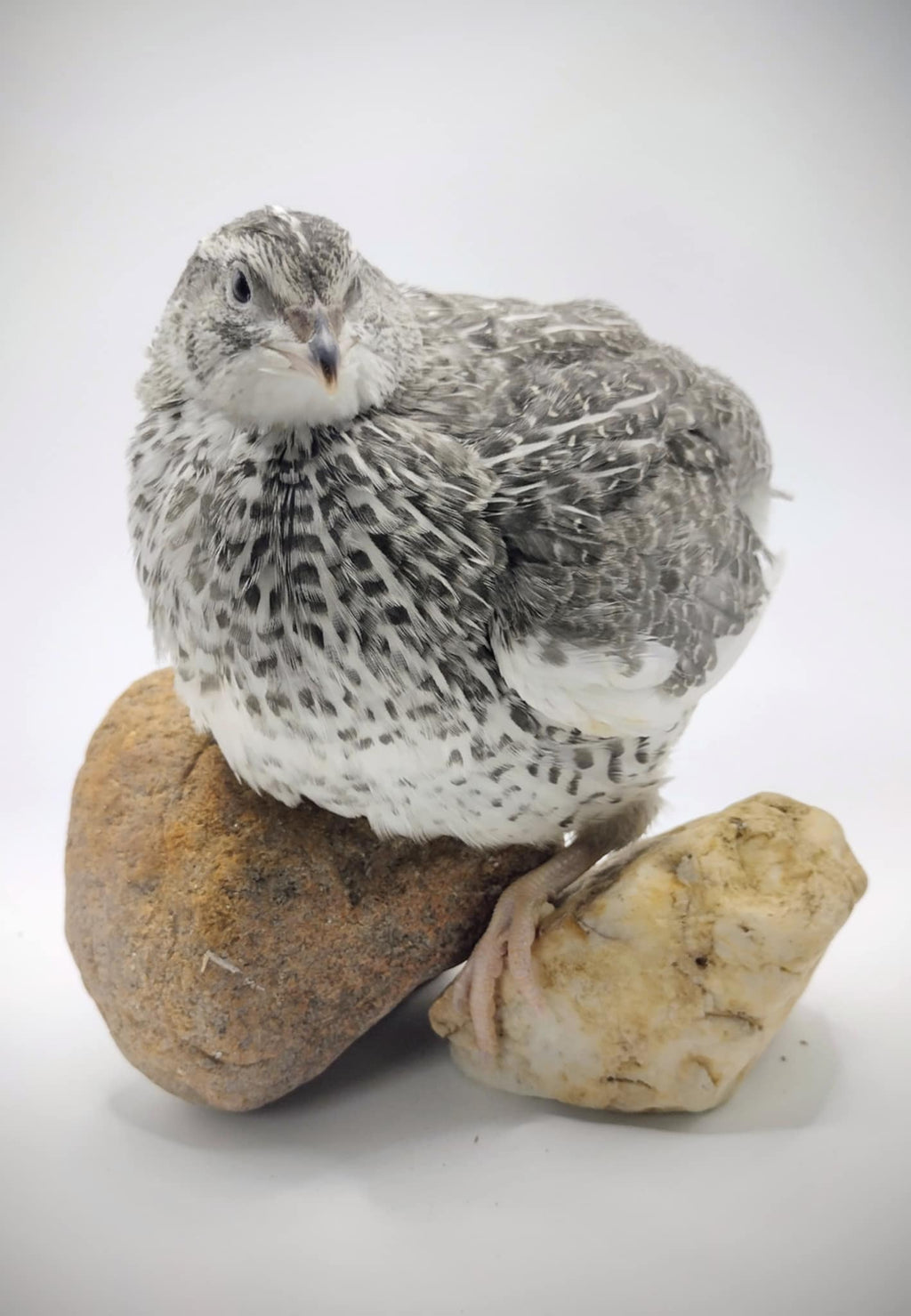 Silver Creek Farms - Shades of Gray Collection Hatching Eggs - Premium Fertile Quail Eggs for Hatching and Homesteading