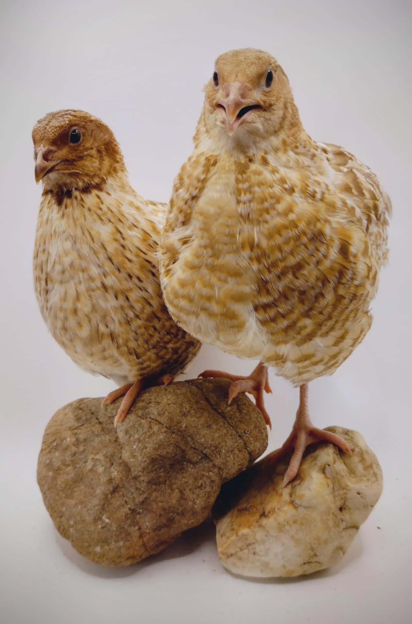 Silver Creek Farms - Pansy Collection Hatching Eggs - Premium Fertile Quail Eggs for Hatching and Homesteading