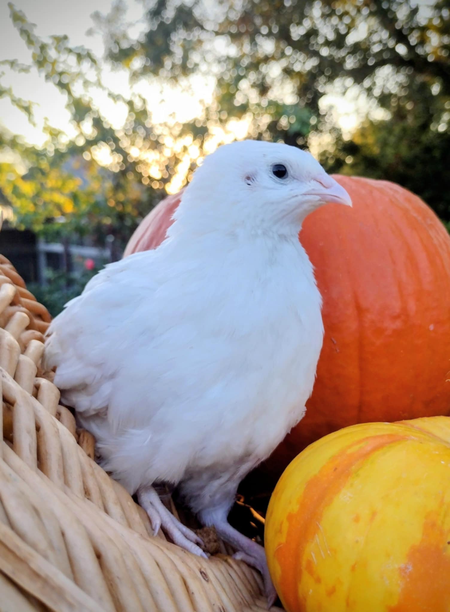 Jumbo Mix- Whites, Wild, Pearl, Pansy and Egyptian Hatching Eggs