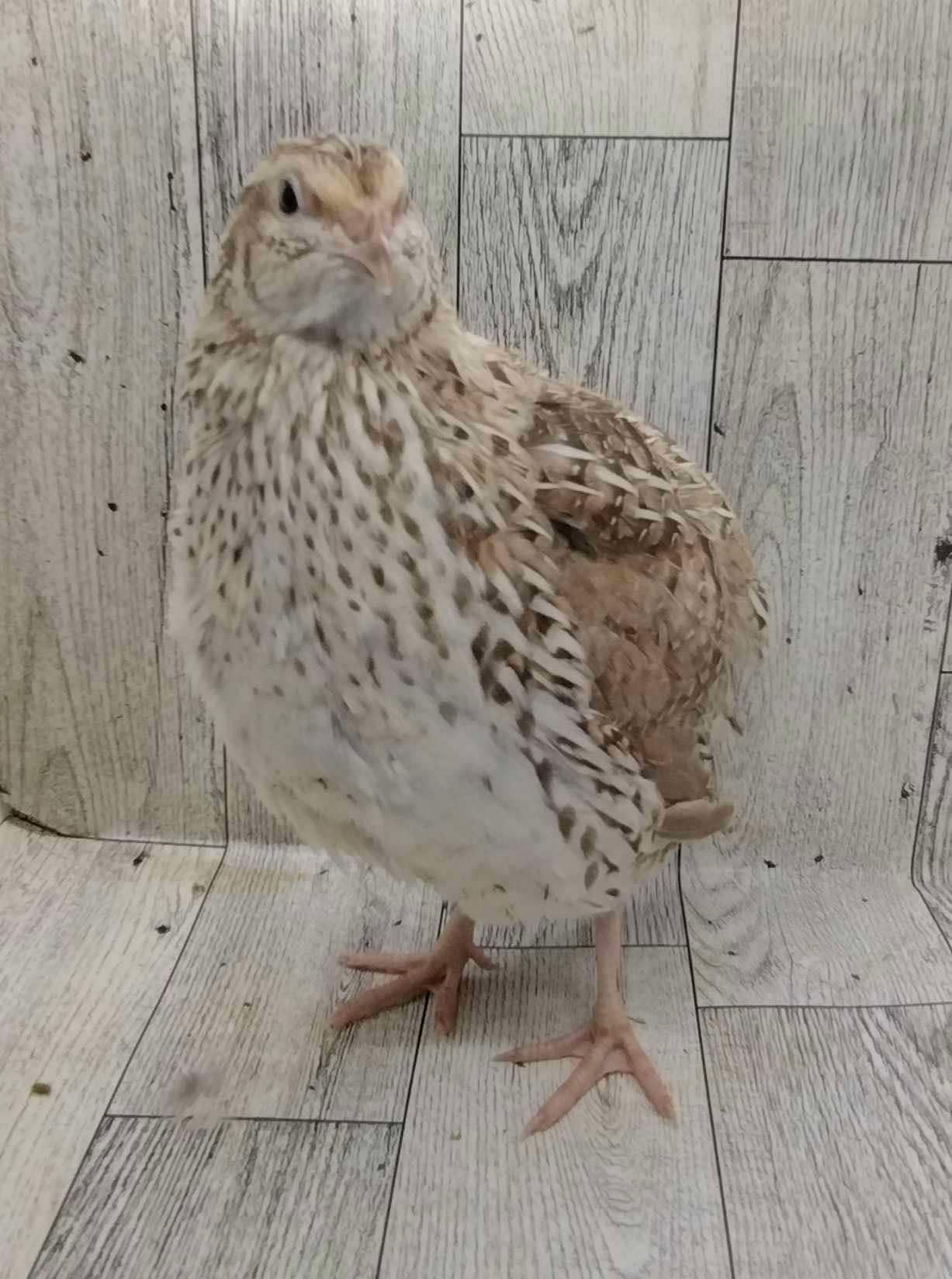 Silver Creek Farms - Egyptian Fee hatching eggs - Premium Fertile Quail Eggs for Hatching and Homesteading