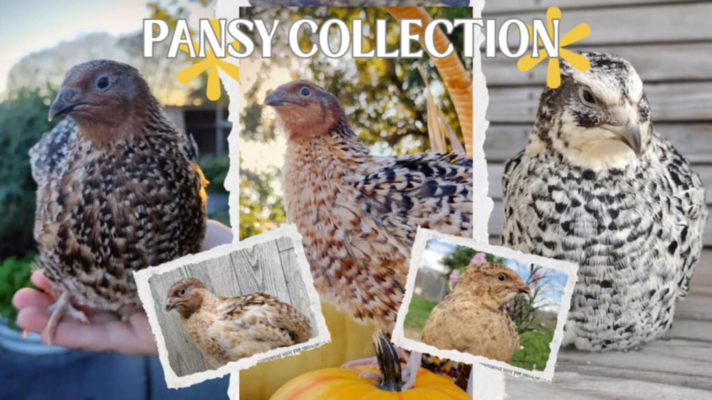 Silver Creek Farms - Pansy Collection Hatching Eggs - Premium Fertile Quail Eggs for Hatching and Homesteading