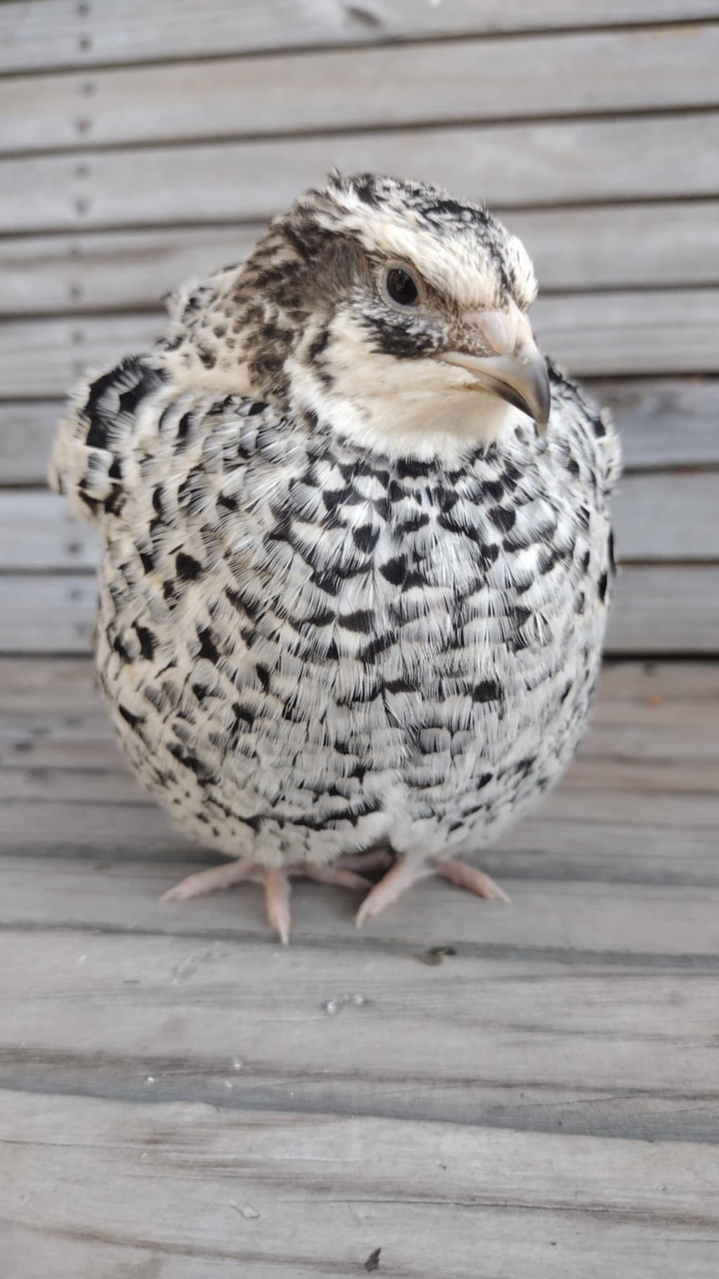 Silver Creek Farms - Pansy Fee hatching eggs - Premium Fertile Quail Eggs for Hatching and Homesteading
