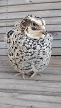 Silver Creek Farms - Pansy Fee hatching eggs - Premium Fertile Quail Eggs for Hatching and Homesteading