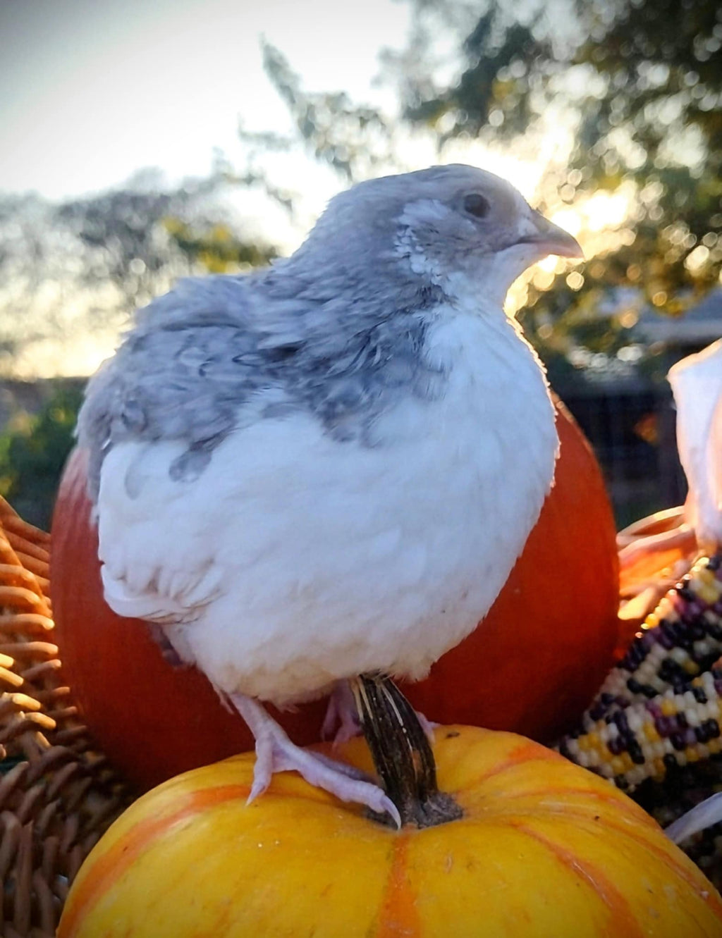 Silver Creek Farms - Shades of Gray Collection Hatching Eggs - Premium Fertile Quail Eggs for Hatching and Homesteading