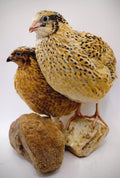 Jumbo Fawn- Italian/Manchurian Coturnix Hatching Eggs