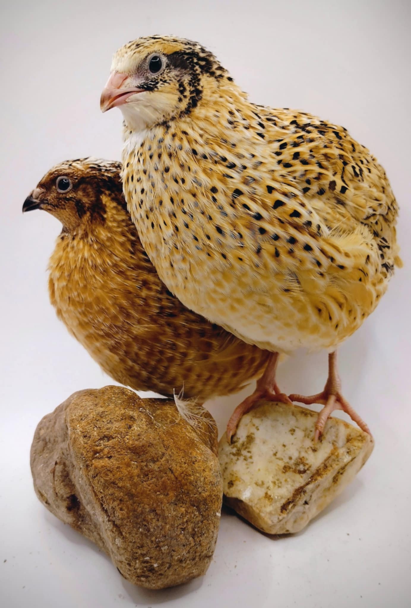 Silver Creek Farms - Feather Sexable Jumbo Mix- Wild, Italian and Egyptian Hatching Eggs - Premium Fertile Quail Eggs for Hatching and Homesteading