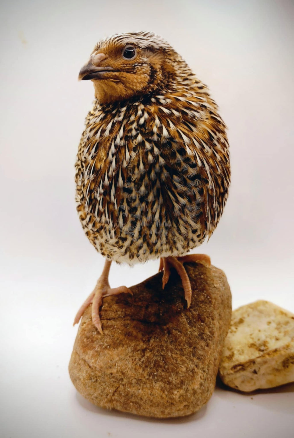 Silver Creek Farms - Hens Choice Special hatching eggs - Premium Fertile Quail Eggs for Hatching and Homesteading
