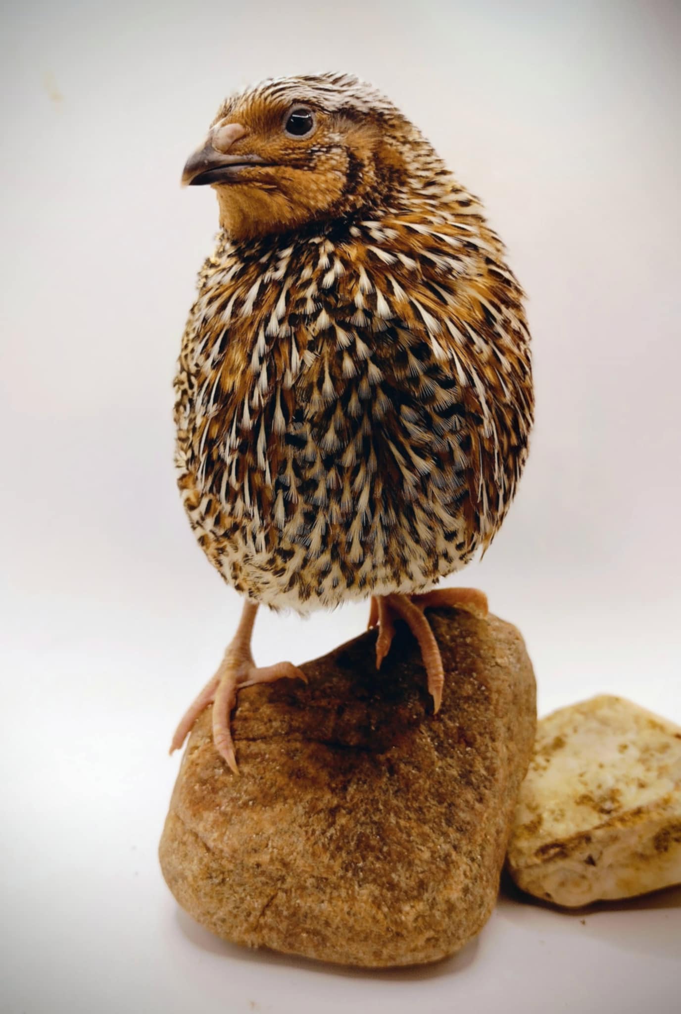 Silver Creek Farms - Hens Choice Special hatching eggs - Premium Fertile Quail Eggs for Hatching and Homesteading