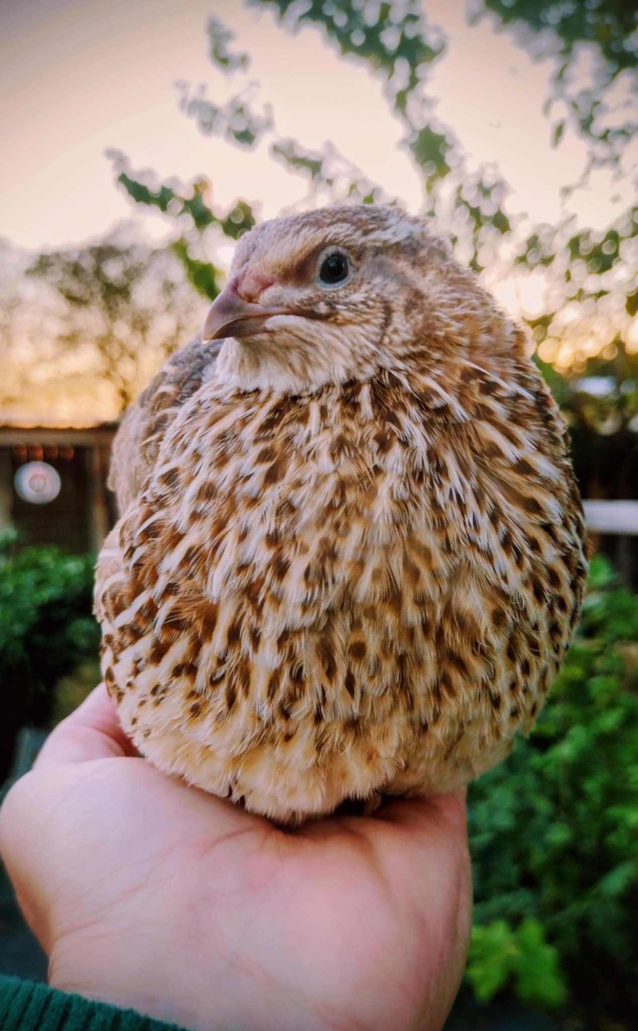 Feather Sexable Jumbo Mix- Wild, Italian and Egyptian Hatching Eggs