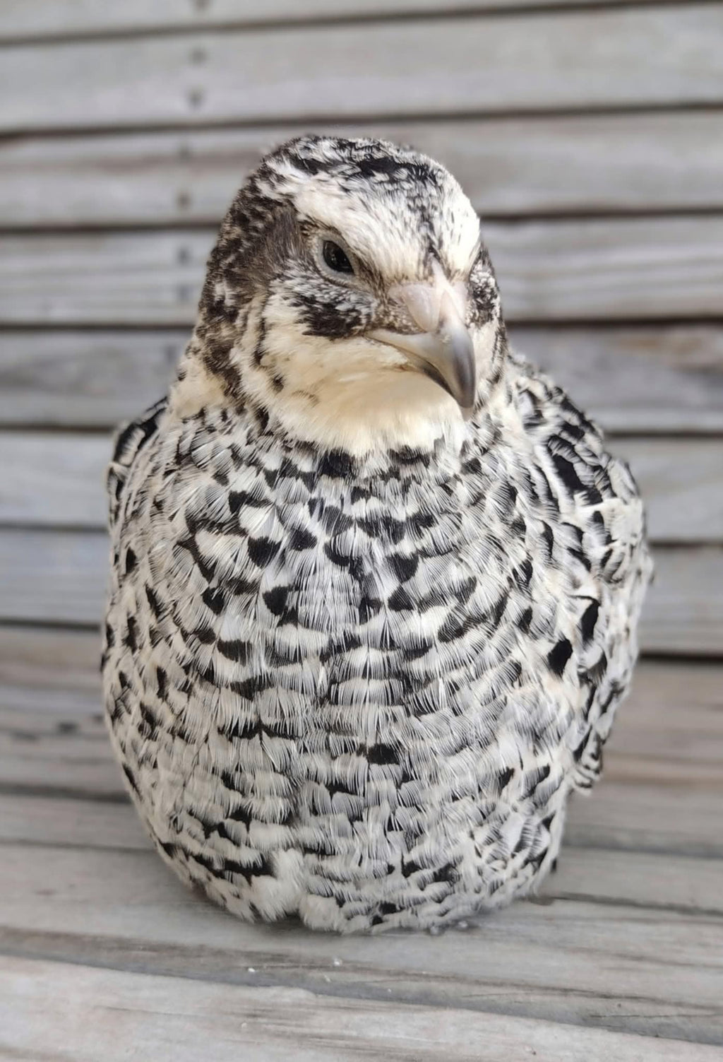 Feather Sexable Jumbo Mix- Wild, Italian and Egyptian Hatching Eggs