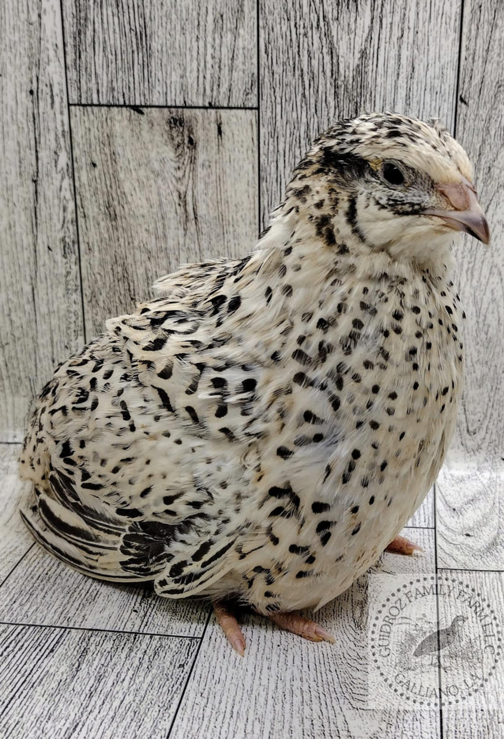 Feather Sexable Jumbo Mix- Wild, Italian and Egyptian Hatching Eggs