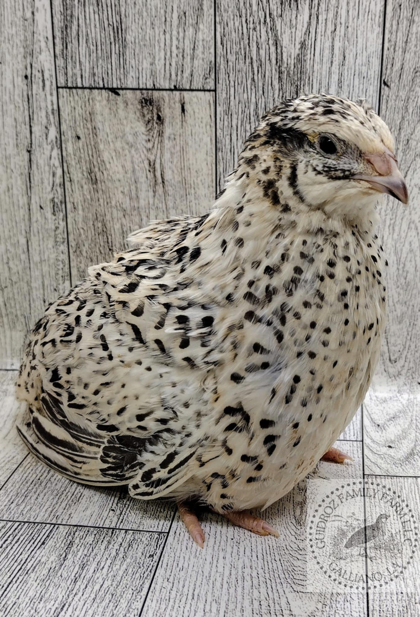 Silver Creek Farms - Pearl Fee Hatching Eggs - Premium Fertile Quail Eggs for Hatching and Homesteading