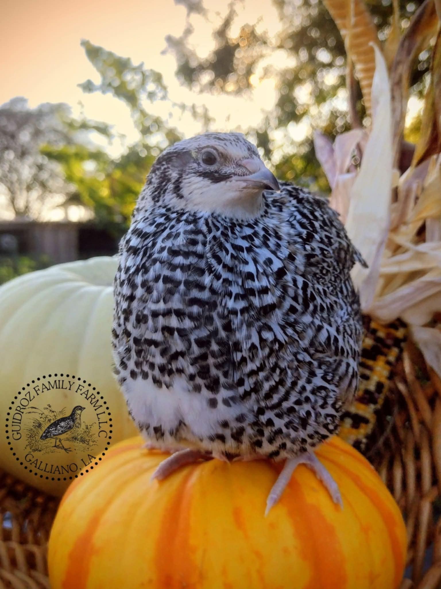 Silver Creek Farms - Hens Choice Special hatching eggs - Premium Fertile Quail Eggs for Hatching and Homesteading