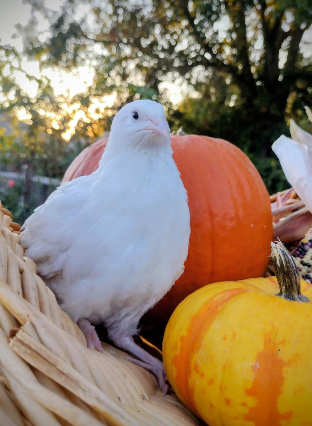 Silver Creek Farms - Hens Choice Special hatching eggs - Premium Fertile Quail Eggs for Hatching and Homesteading