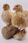 Silver Creek Farms - Roux Pansy hatching eggs - Premium Fertile Quail Eggs for Hatching and Homesteading